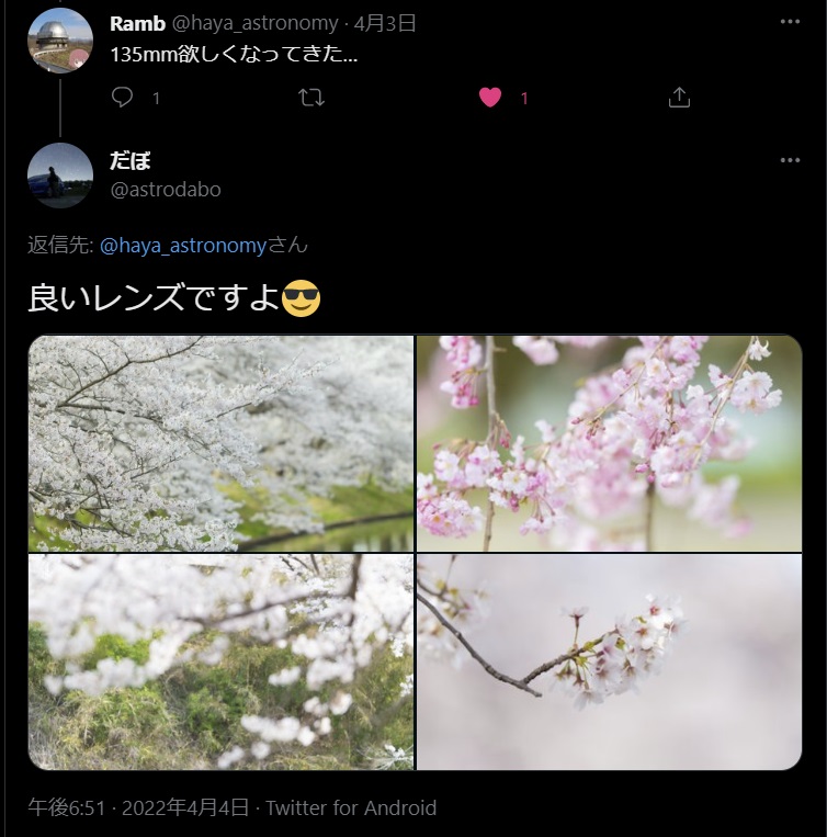 桜写真